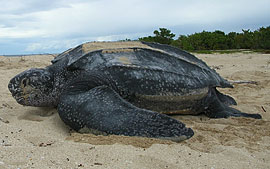 Adult leatherback sea turtle. Credit: U.S. Fish and Wildlife Service Southeast.